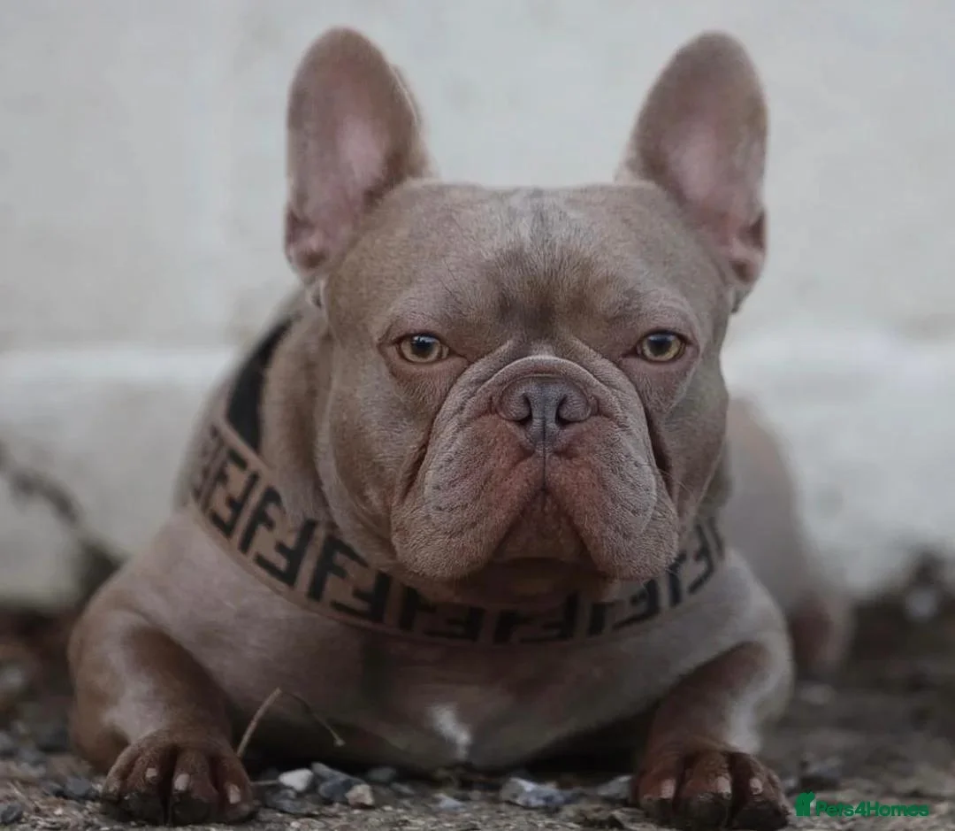French Bulldog dogs for sale: Adorable French Bulldog Puppies in Inverness - Advert 18