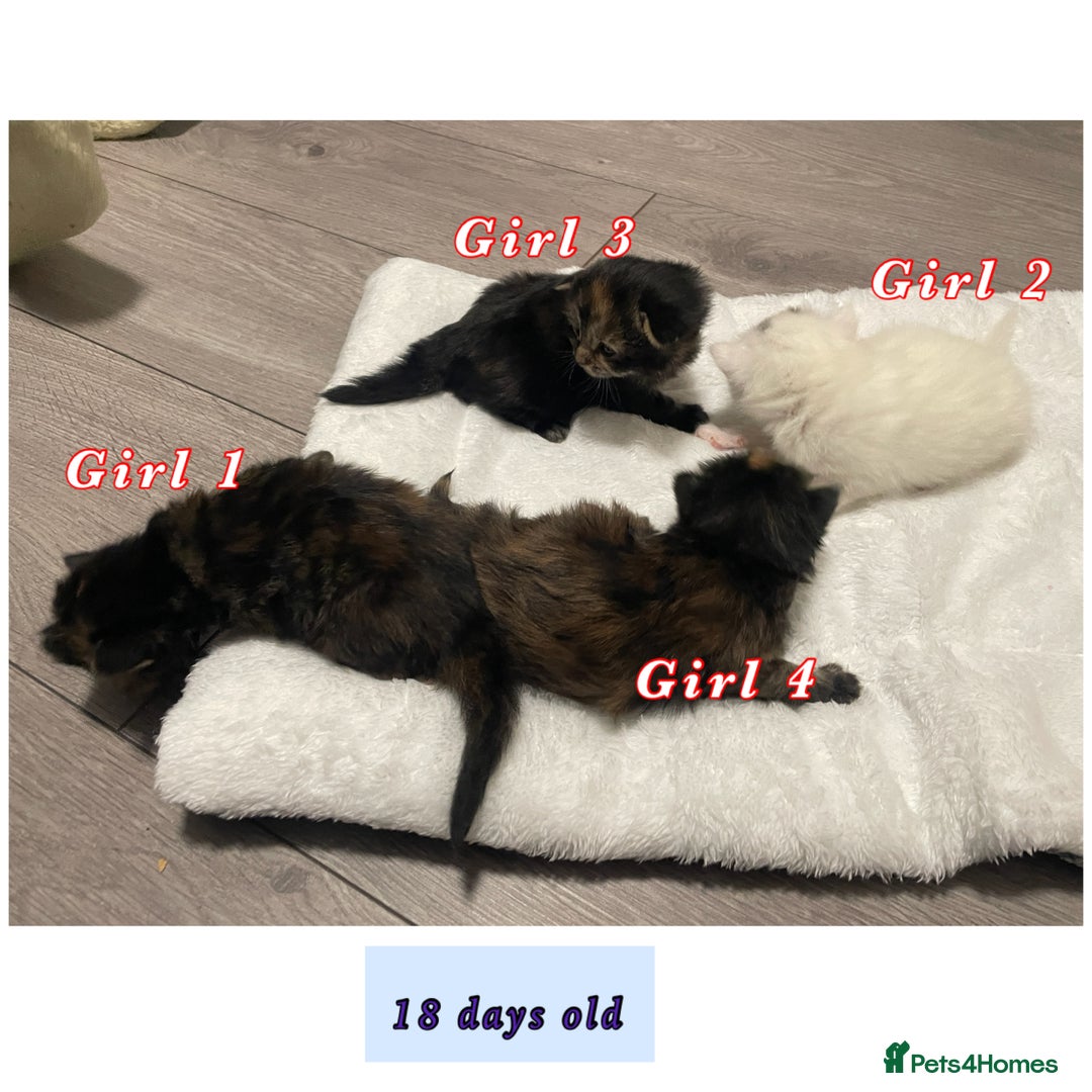 Mixed Breed cats for sale: 4 female kittens are looking for loving homes 🏡  - Advert 2