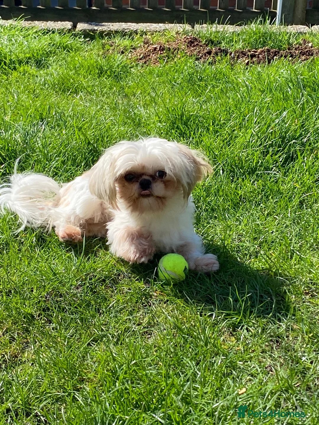 Shih Tzu dogs for stud: Shih Tzu for stud - Advert 15