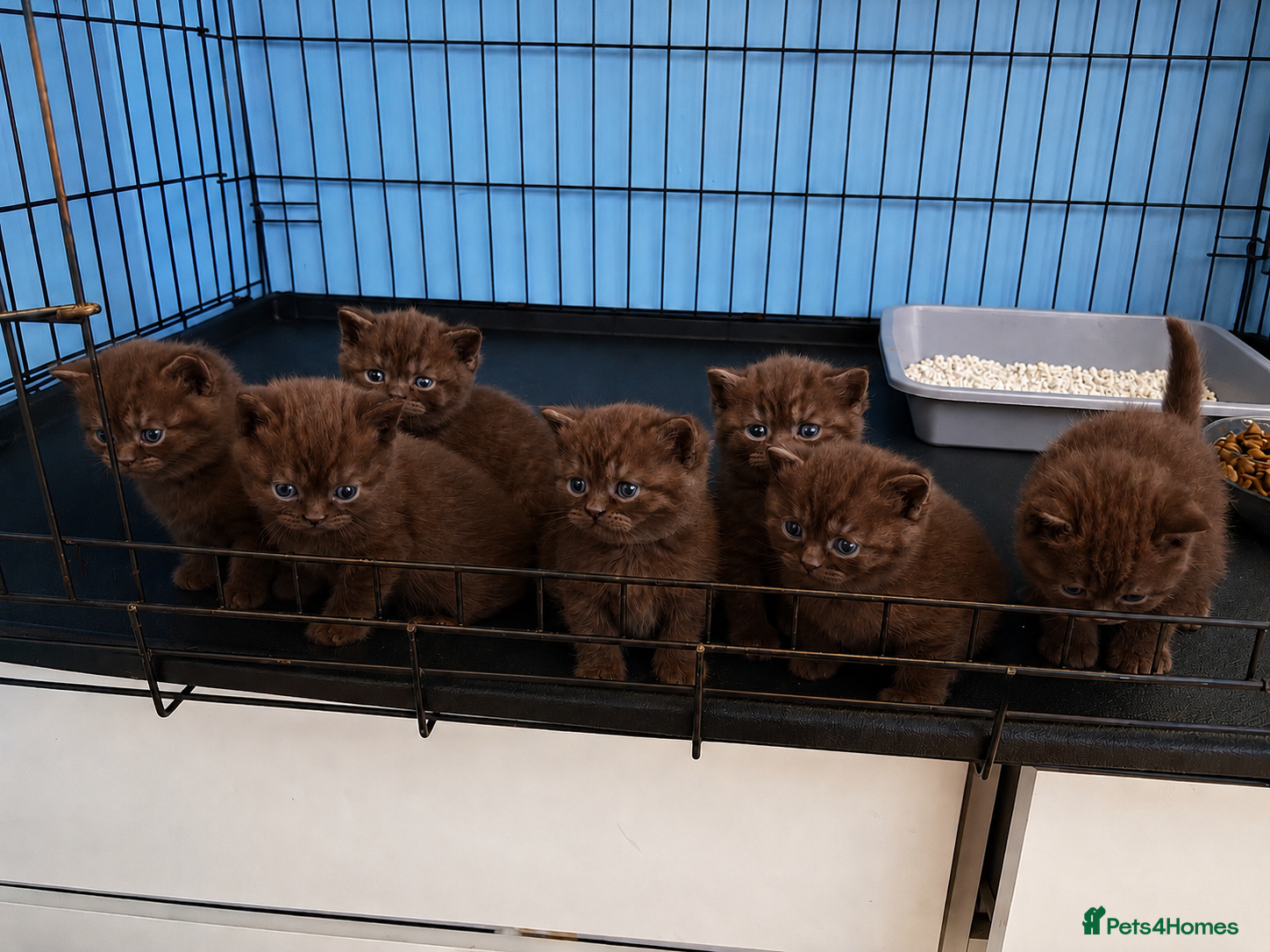 British Shorthair cats British shorthaired chocolate kittens  - Advert 6
