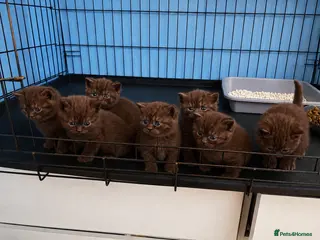British Shorthair cats British shorthaired chocolate kittens - Advert 7