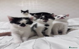 Mixed Breed cats for sale: 3 beautiful kittens looking for new home - Image 9