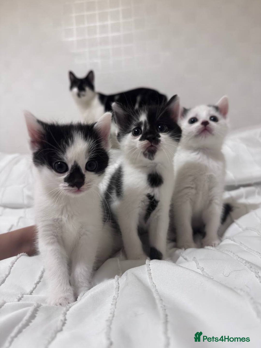Mixed Breed cats for sale: 3 beautiful kittens looking for new home - Image 9