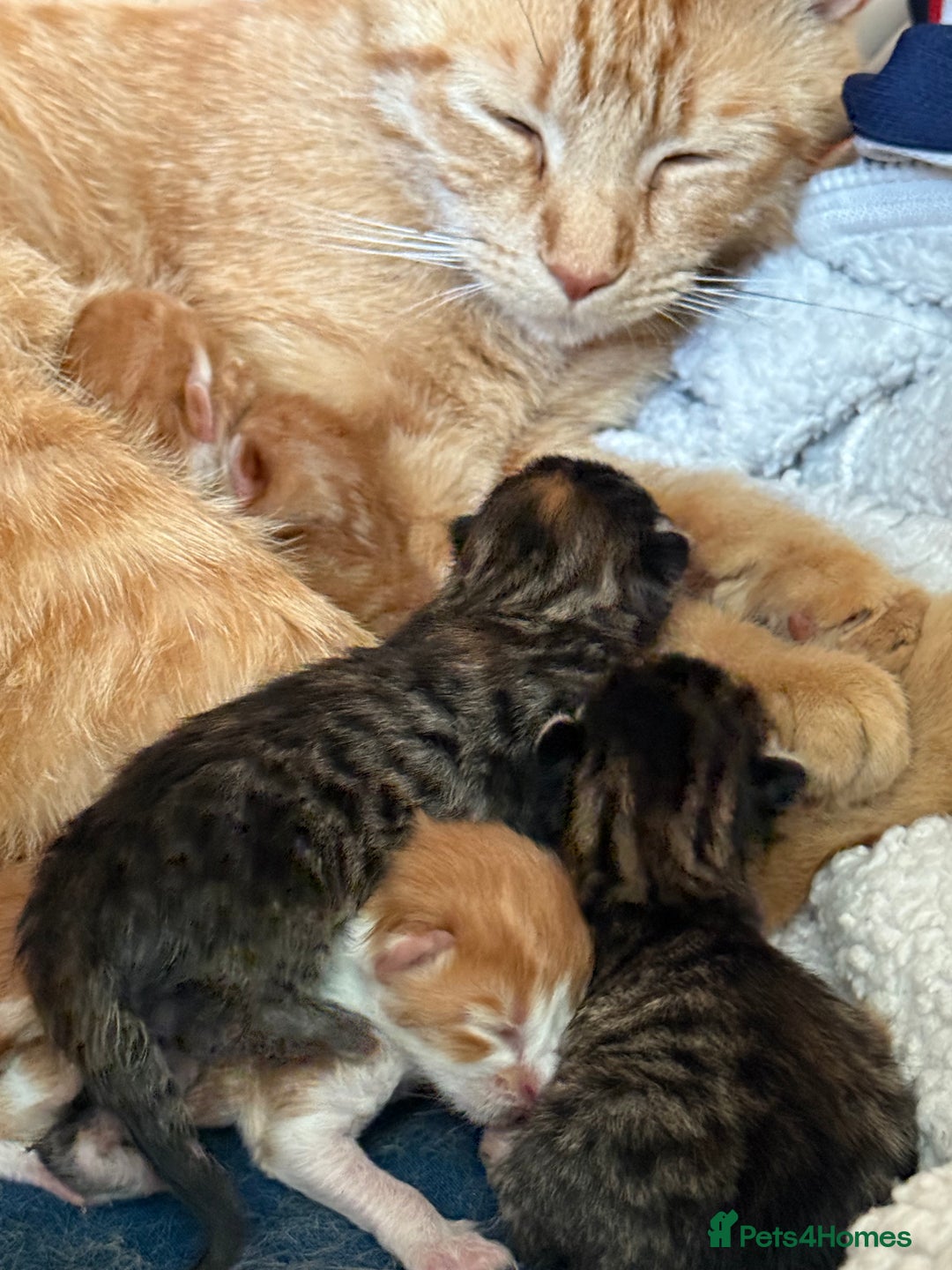 Mixed Breed cats for sale: 5 kittens looking for their forever homes  - Image 18