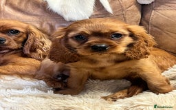 Cavalier King Charles Spaniel dogs for sale: stunning litter of KC registered Ruby Cavaliers - Image 9