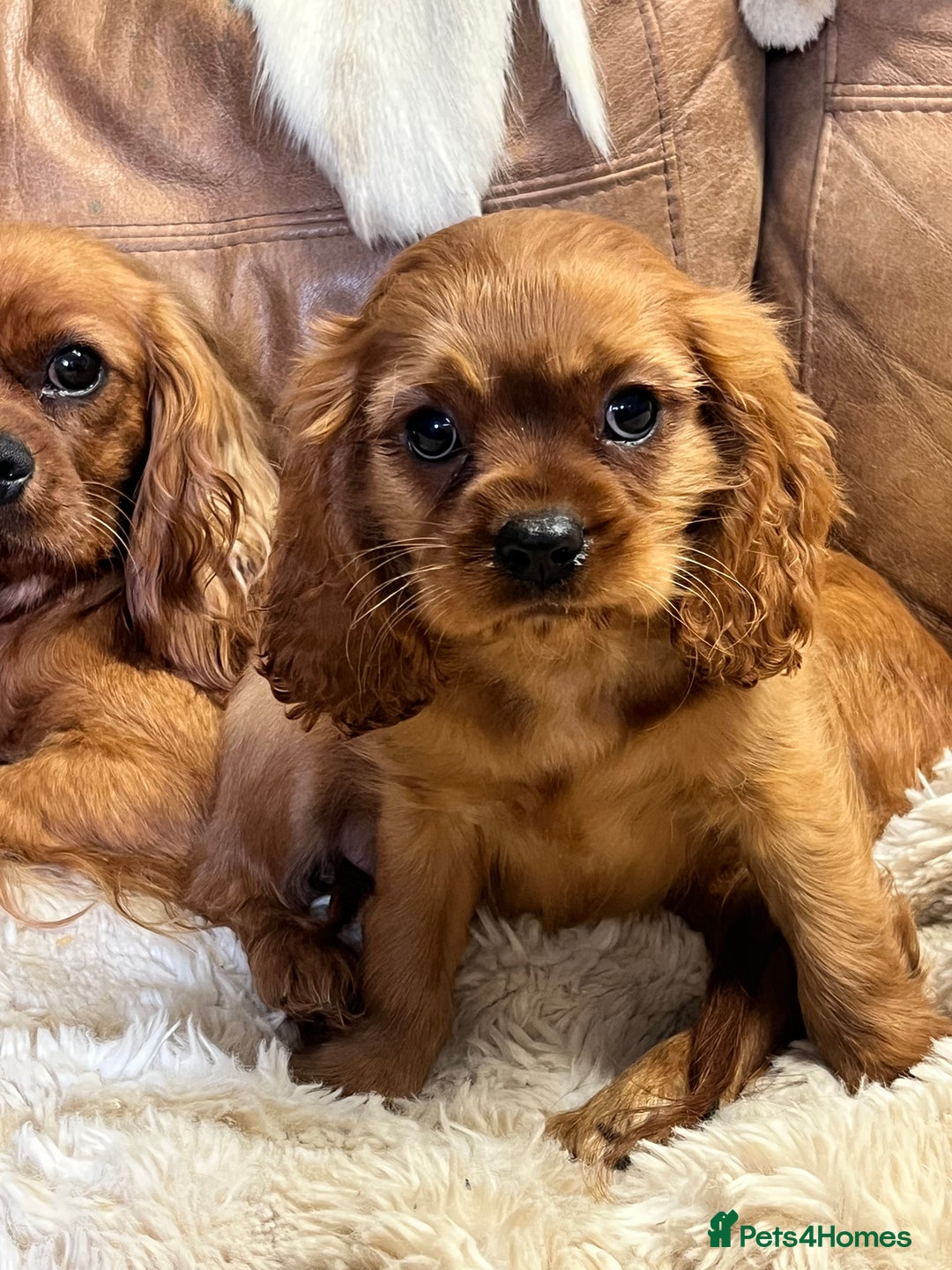 Cavalier King Charles Spaniel dogs for sale: stunning litter of KC registered Ruby Cavaliers - Image 9