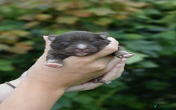 Pomsky dogs for sale: Merle Genuine Toy Size  Pomsky Puppies - Image 19