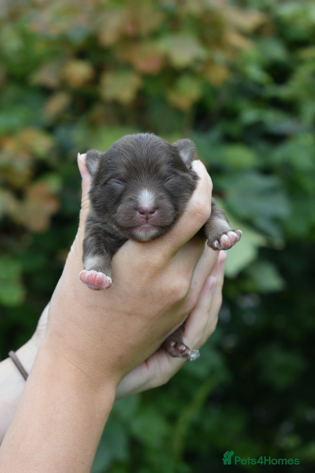 Pomsky dogs for sale: Merle Genuine Toy Size  Pomsky Puppies - Image 19