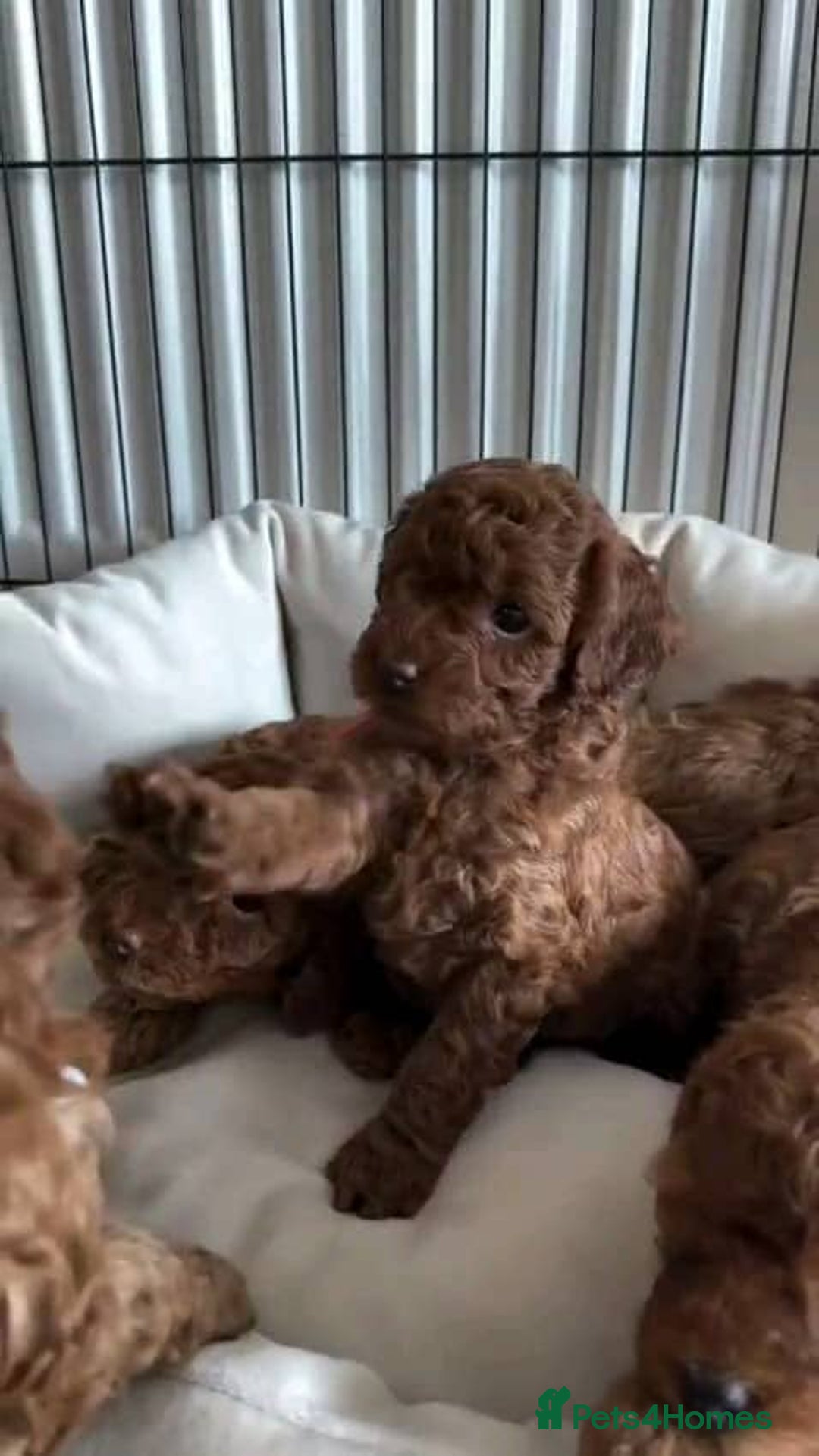 Mixed Breed dogs for sale: Adorable  Poodle puppies - Image 4