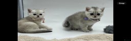 Scottish Fold cats for sale: Beautiful Scottish Straight Kittens - Advert 18