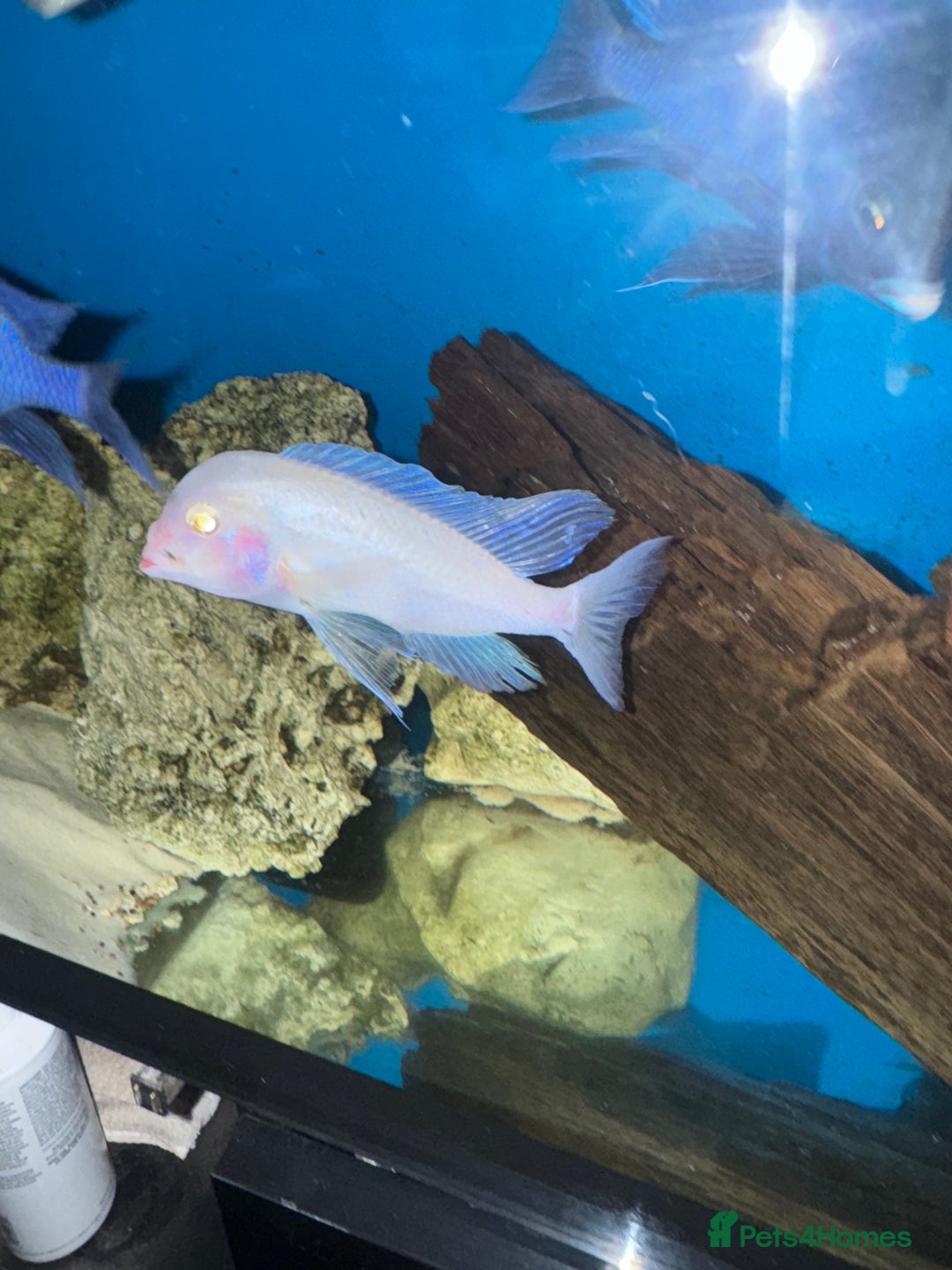 Cichlids fish for sale: Dolphin Malawi - Advert 2
