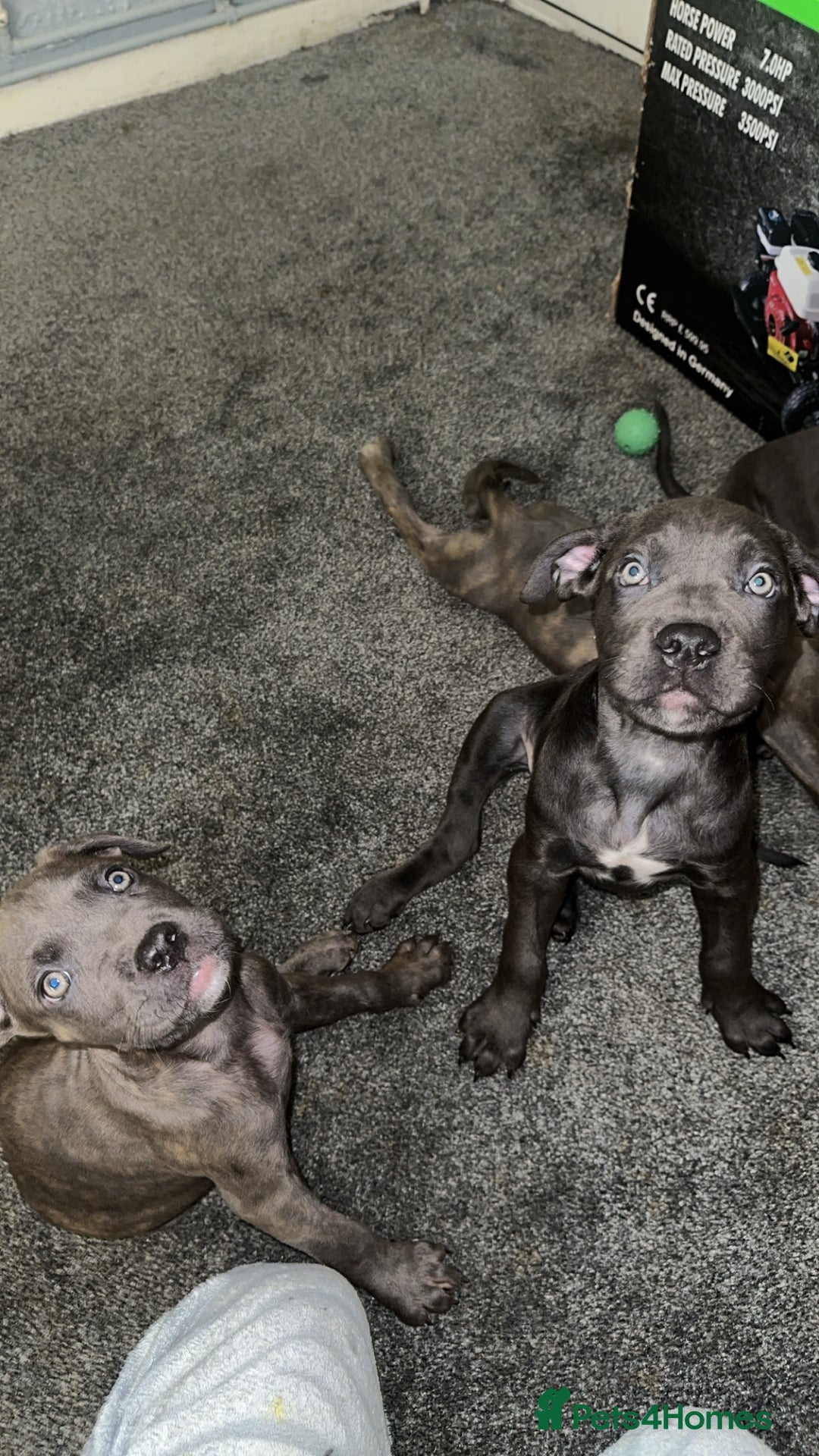 Cane Corso dogs for sale: Cane corso puppies - Advert 4