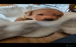 Labrador Retriever dogs for sale: 8 beautiful labrador puppies  - Image 7