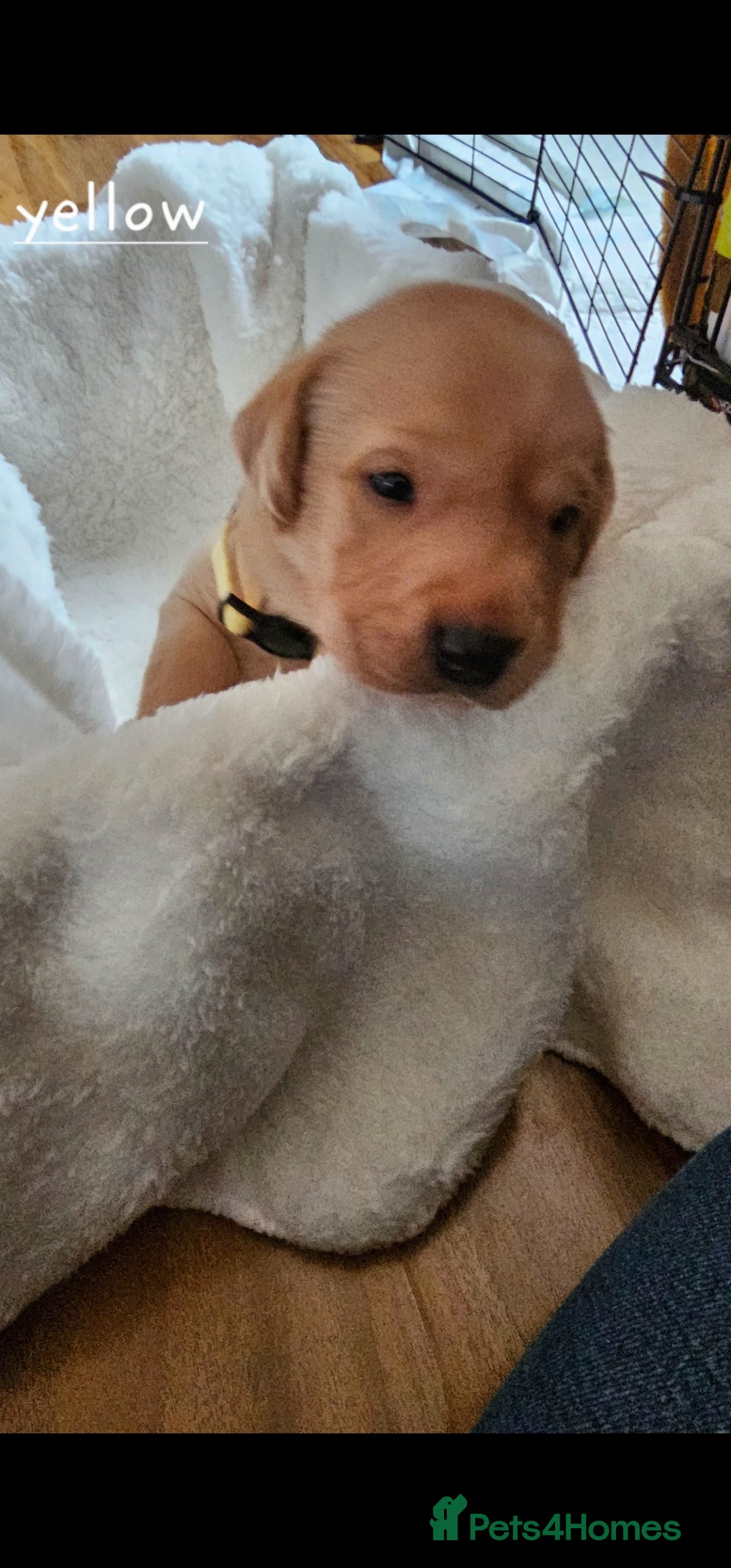 Labrador Retriever dogs for sale: 8 beautiful labrador puppies  - Image 7