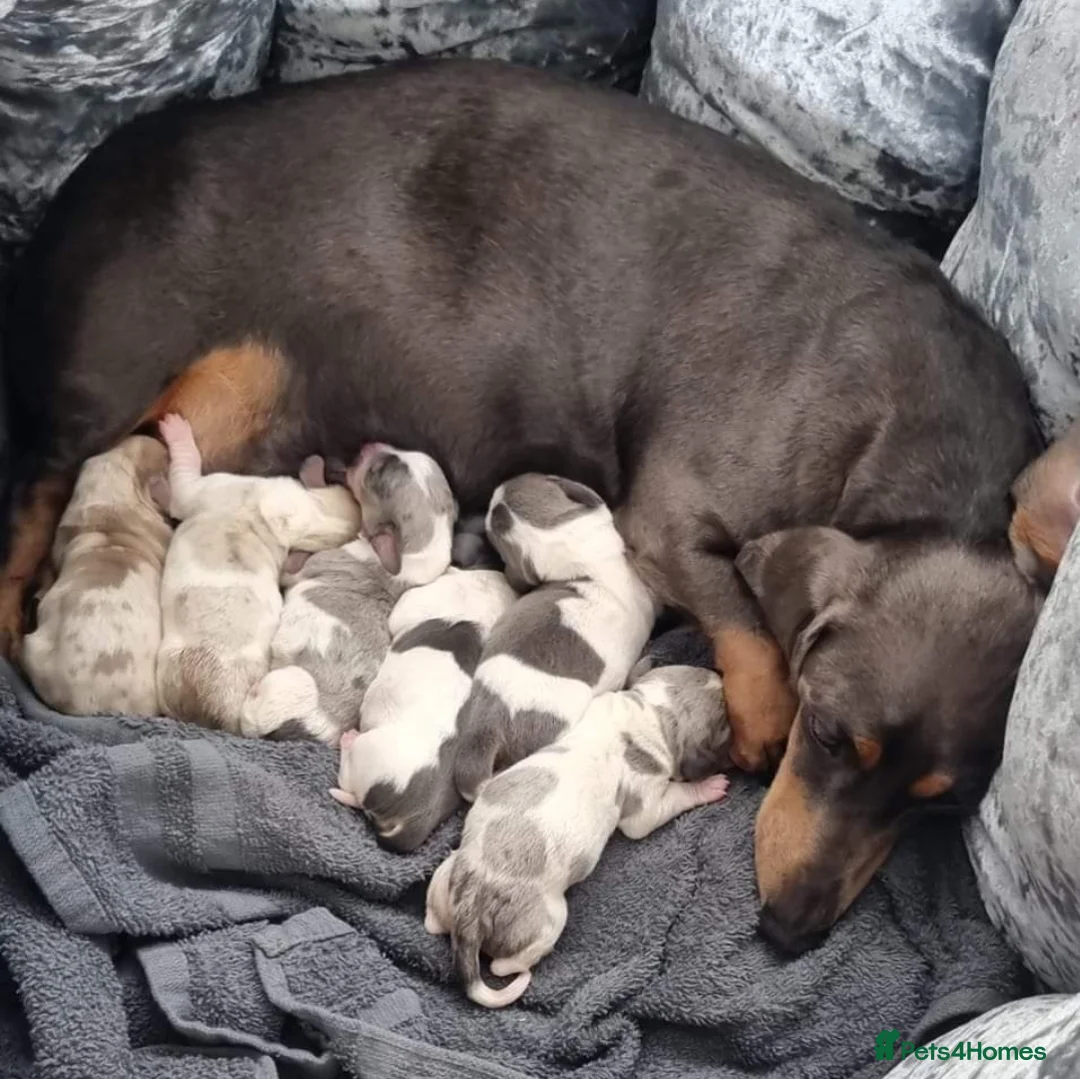 Miniature Dachshund dogs for stud: BLUE DAPPLE PIEBALD STUD CARRYING LONG HAIR CHOCO in Liverpool - Advert 11