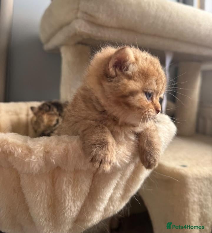 Scottish Fold cats Exceptional litter of Scottish fold/ straight😍😍 - Advert 1