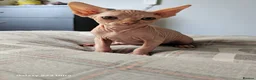 Sphynx cats for sale: Sphynx  in Southampton - Advert 9