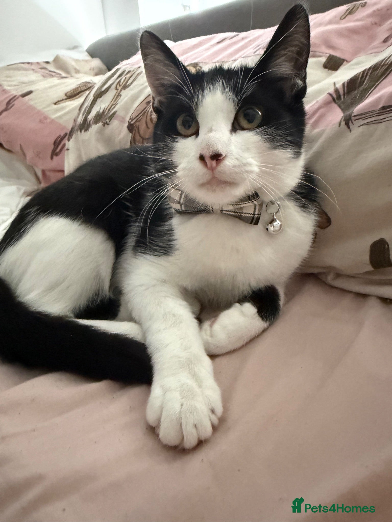 Mixed Breed cats 6 month old kitten needs rehoming  - Advert 1