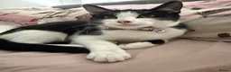 Mixed Breed cats for sale: 6 month old kitten needs rehoming  - Advert 1