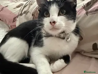 Mixed Breed cats 6 month old kitten needs rehoming - Advert 1