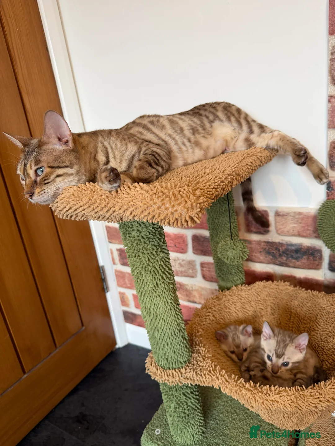 Bengal cats for sale: Pure Snow Bengal Kittens, Ready Today!  - Advert 4