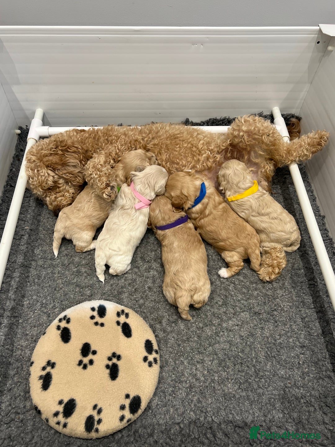 Maltipoo dogs for sale: 5 Gorgeous F1 Maltipoo Puppies *4 Girls Available* - Image 2