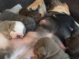 English Bulldog dogs KOBE X DARLA SMALL COMPACT UNREAL🔥 - Advert 2