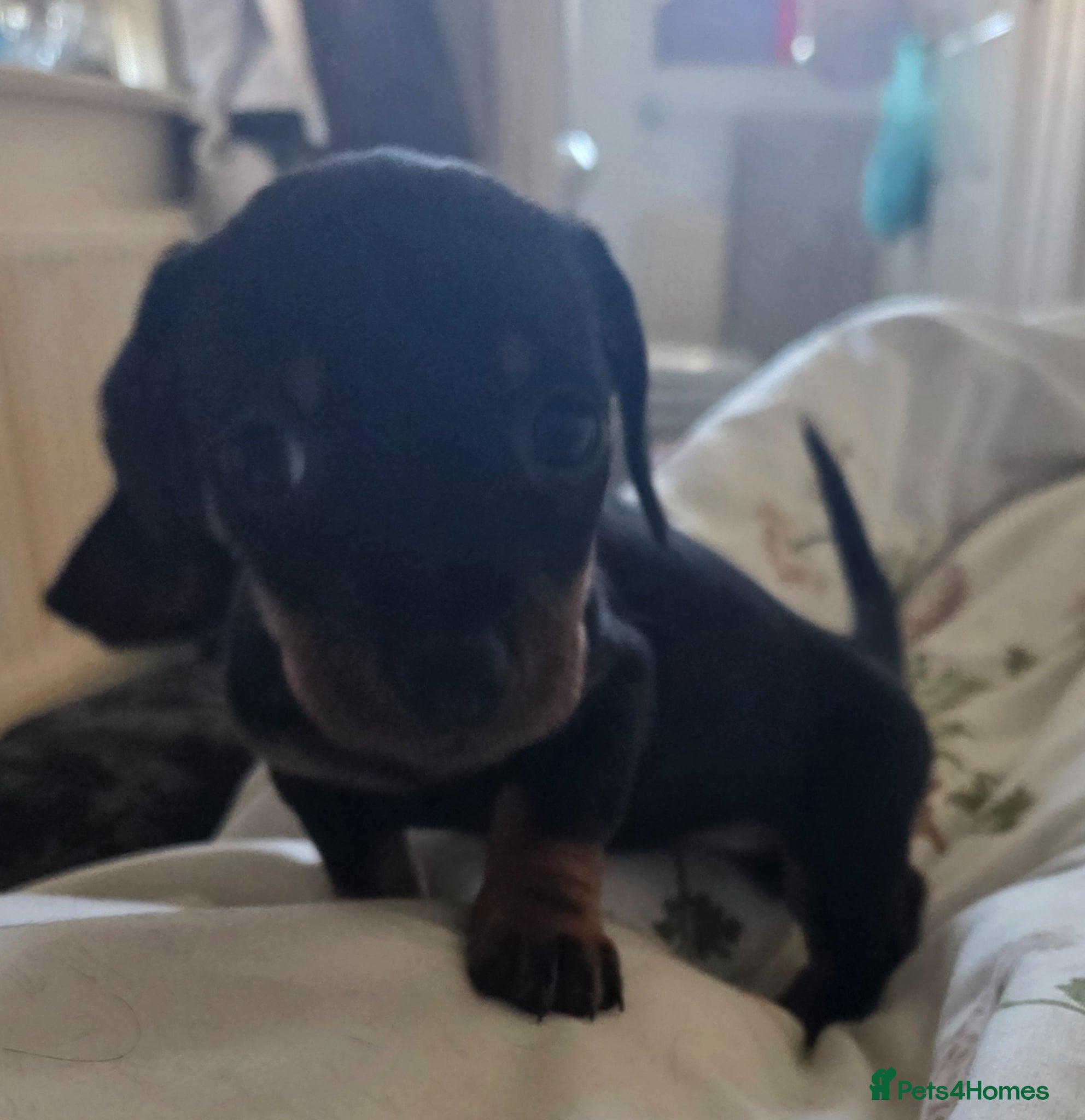 Miniature Dachshund dogs Miniature Dachshunds - Advert 2