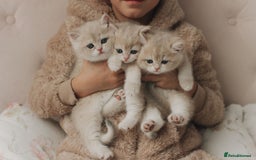 British Shorthair cats for sale: Cuddly Golden Blue British Shorthair girl  - Advert 1