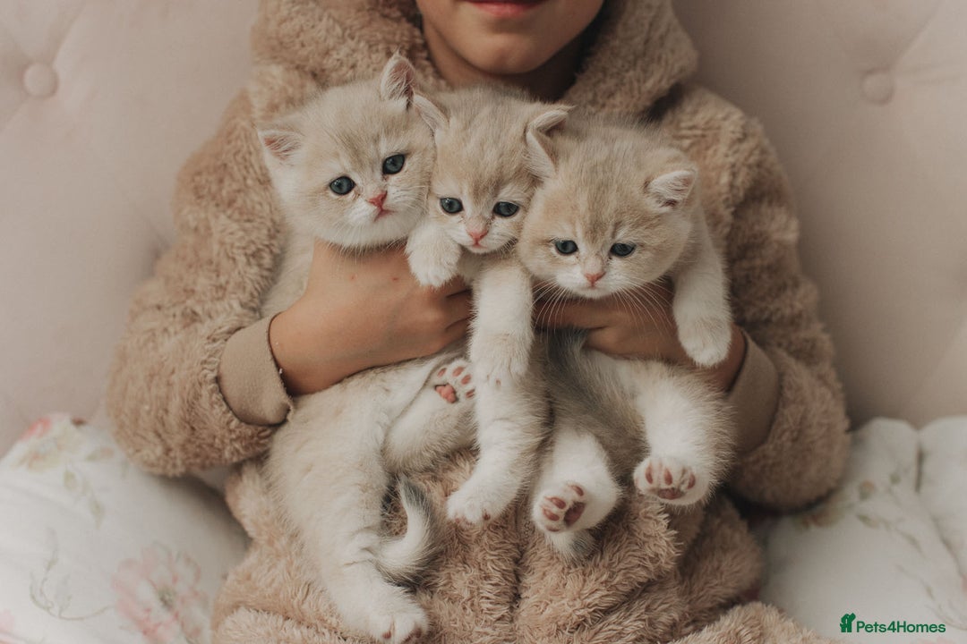 British Shorthair cats for sale: Cuddly Golden Blue British Shorthair girl  - Advert 1