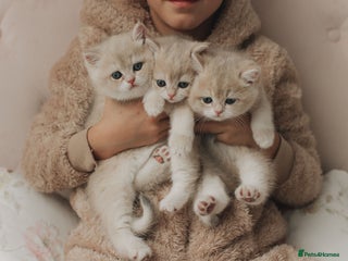 British Shorthair cats Cuddly Golden Blue British Shorthair girl - Advert 5