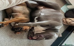 Mixed Breed dogs for sale: French Bulldog X Pocket Bullies for sale  - Image 11