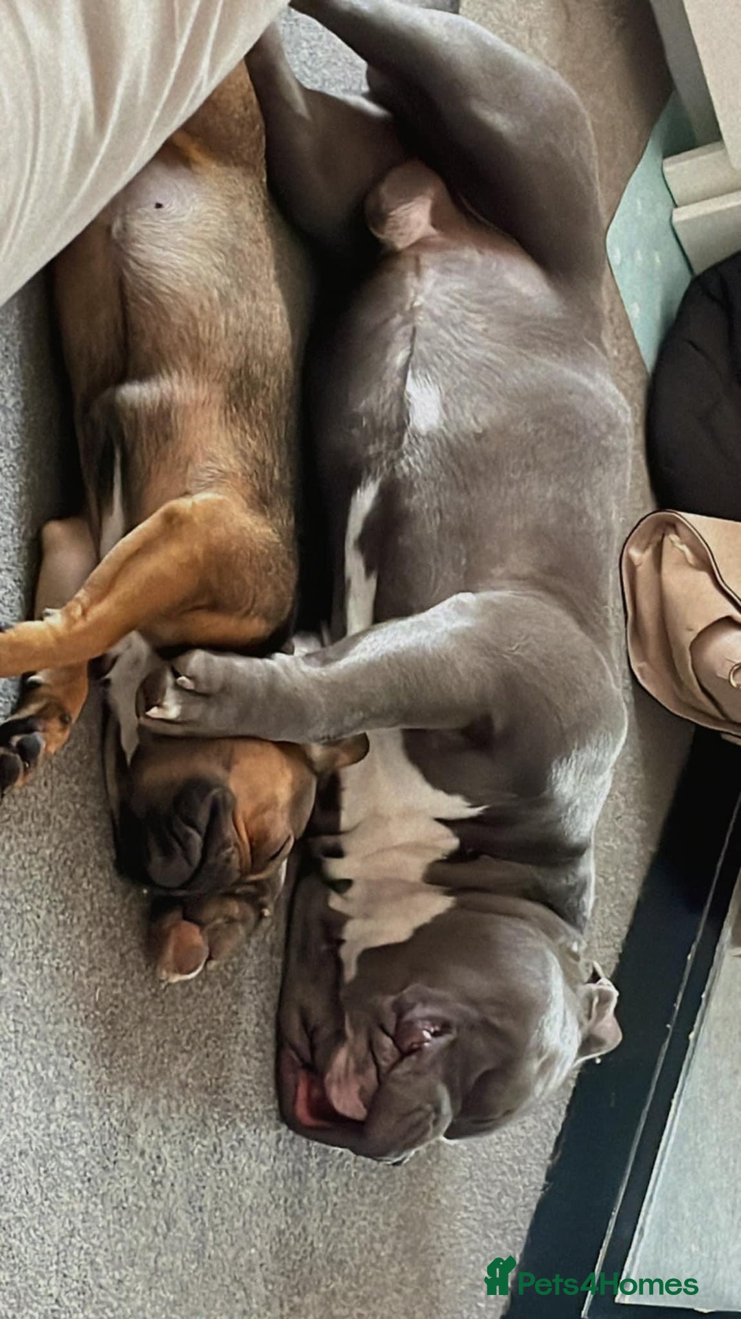 Mixed Breed dogs for sale: French Bulldog X Pocket Bullies for sale  - Image 11