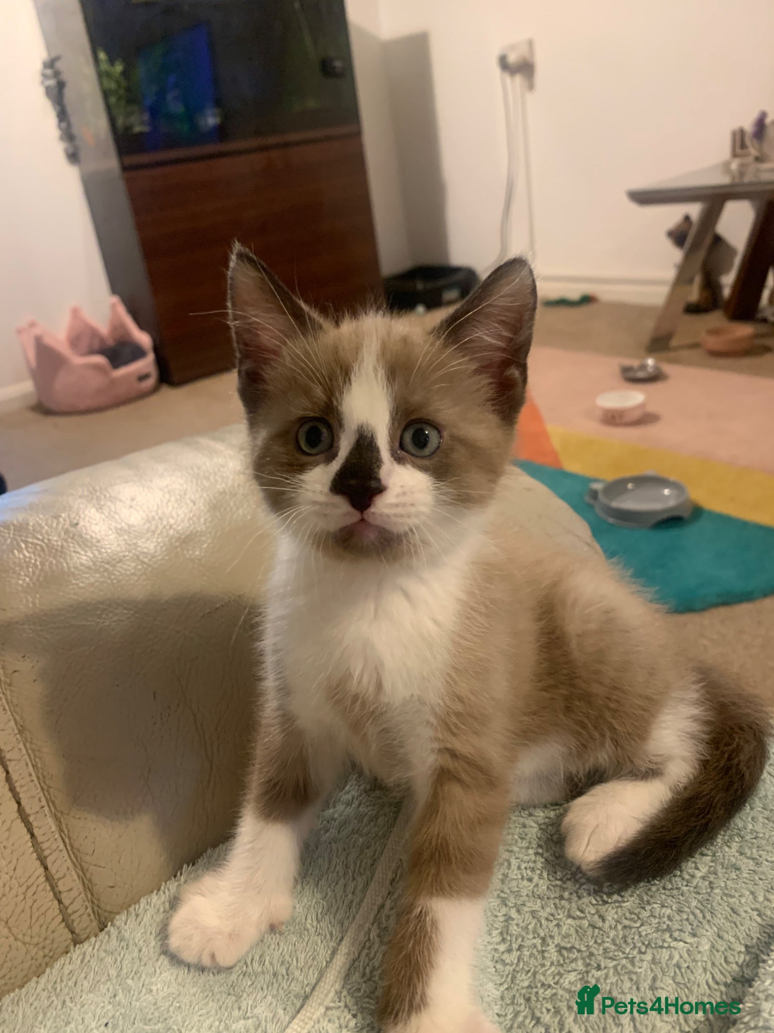 Mixed Breed cats Half sphynx half British shorthair kittens  - Advert 14