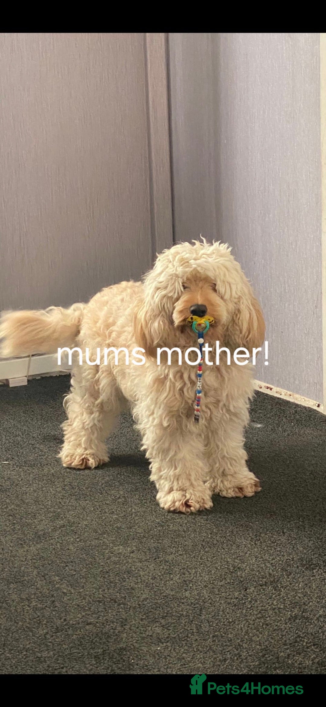 Mixed Breed dogs for sale: (Mum) Miniture aust labradoodle (dad) cockapoo - Advert 6