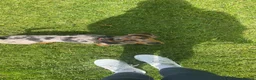 Miniature Dachshund dogs for stud: Mylo  in Westbury - Advert 4