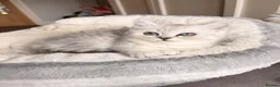 British Longhair cats for sale: British Shorthair/Persian chinchilla kittens  - Advert 12