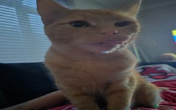 Mixed Breed cats for sale: Sixth month old kitten available - Image 1