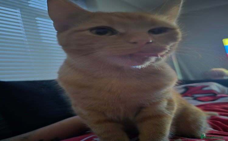 Mixed Breed cats - Advert 5