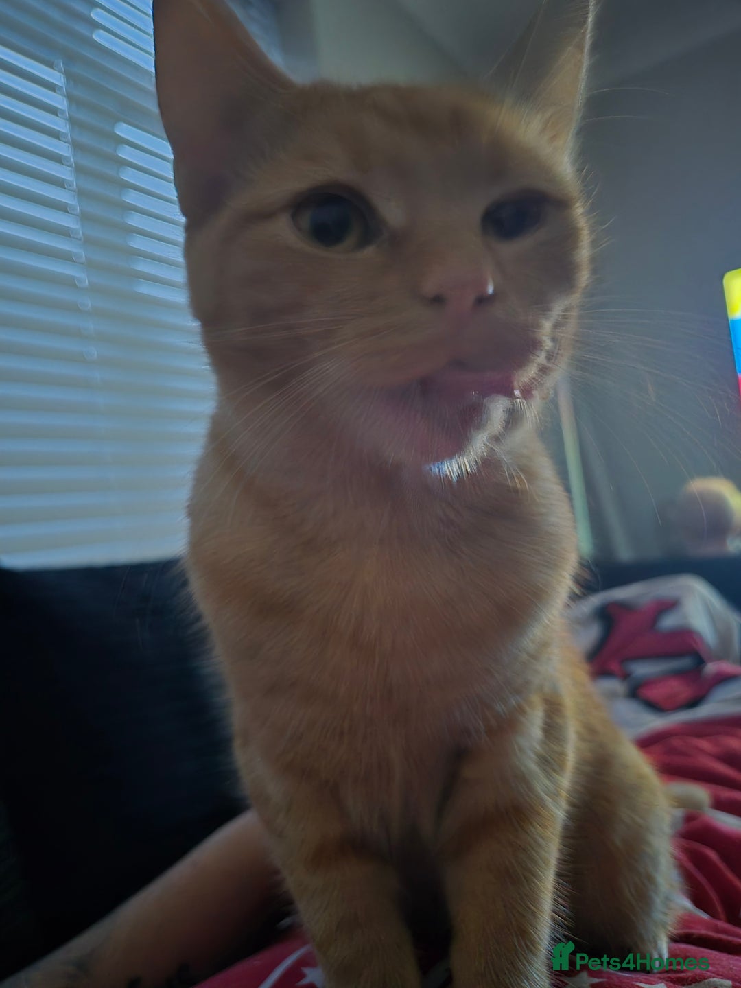 Mixed Breed cats for sale: Sixth month old kitten available - Image 1