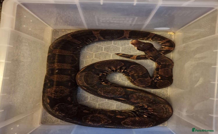 Boa Snake reptiles - Advert 2