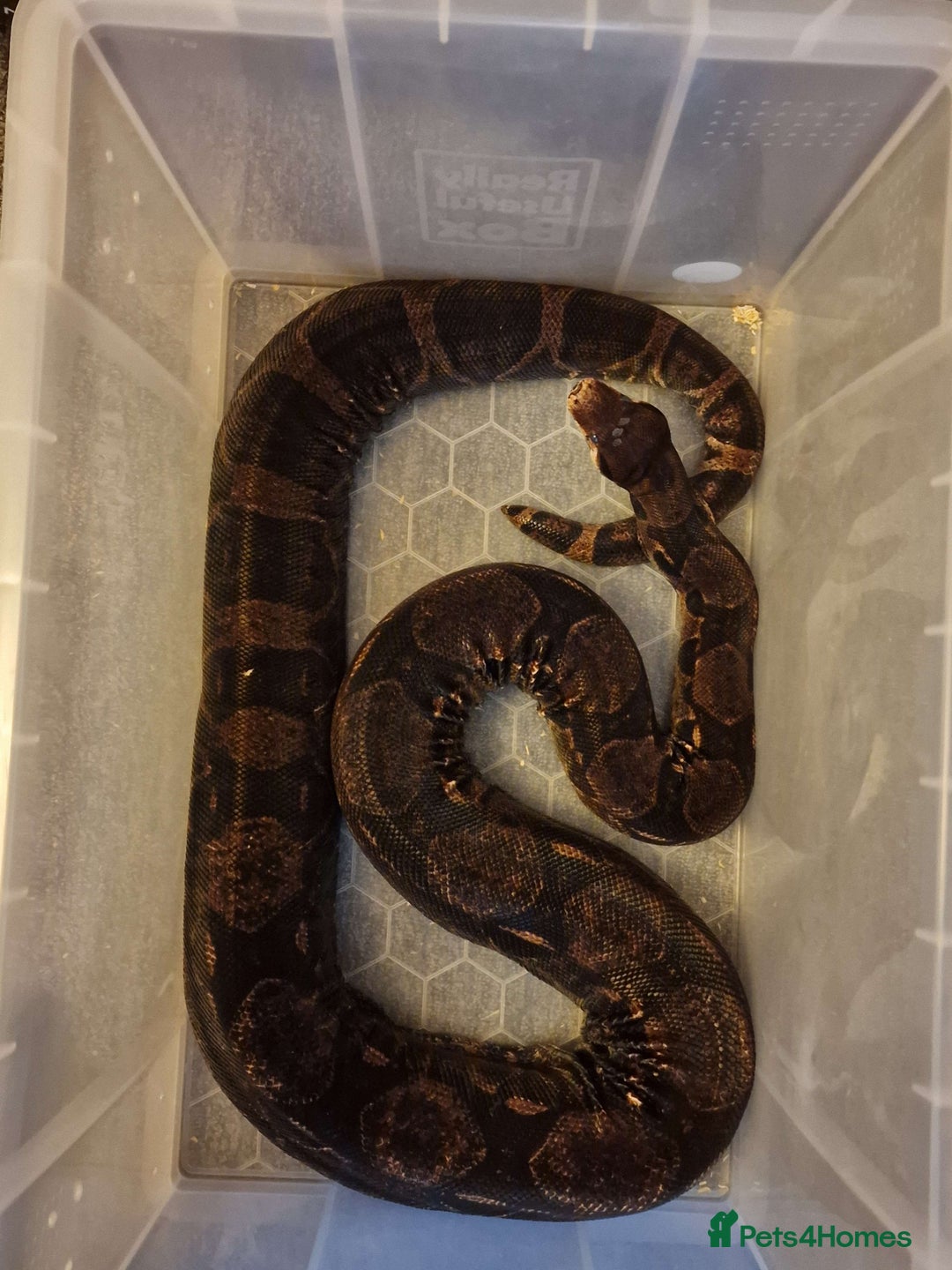 Boa Snake reptiles for sale: Boa Constrictor Imperator for rehoming - Image 1