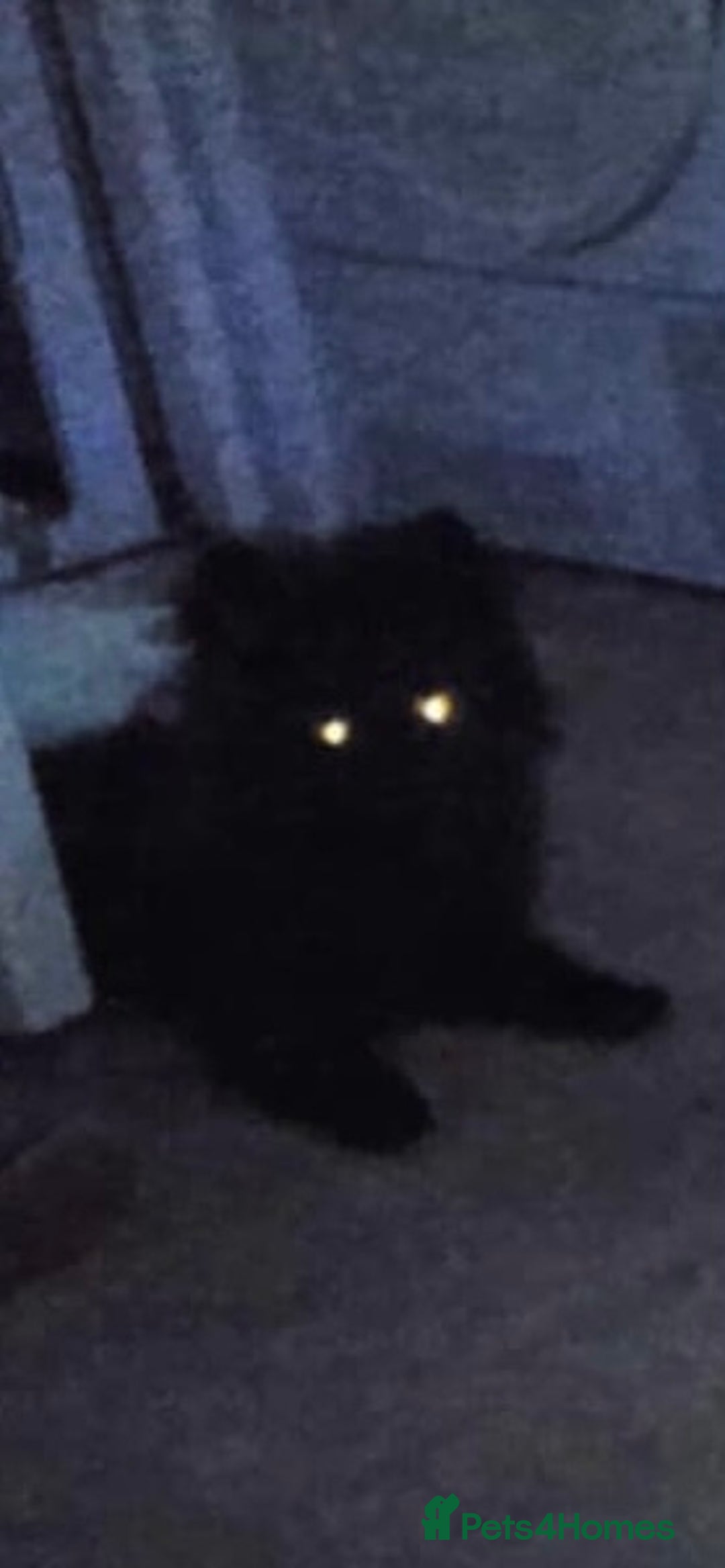 Pomeranian dogs for sale: 5 month old Pomeranian  - Image 1