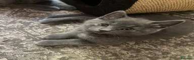 British Shorthair 2 reserved