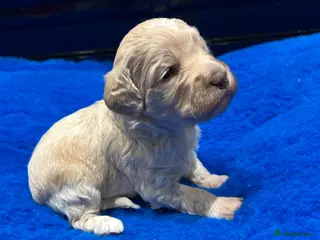 Mixed Breed dogs MINATURE GOLDENDOODLES EXTENSIVELY HEALTH TESTED - Advert 14