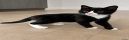 Mixed Breed cats for sale: 3 beautiful kittens for sale  - Advert 11