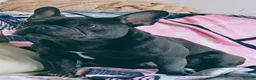 French Bulldog dogs for stud: Mr Louie Beans  in Bournemouth - Advert 7