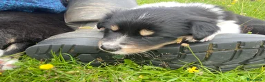 Border Collie 1