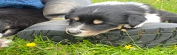 Border Collie dogs for sale: Border Collies Puppies in Lauder - Advert 13