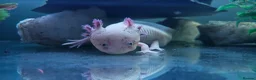 Axolotl reptiles for sale: 4 Axolotls - Advert 4